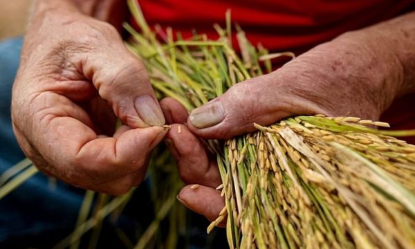 Agroindustria “bio-oportunista”